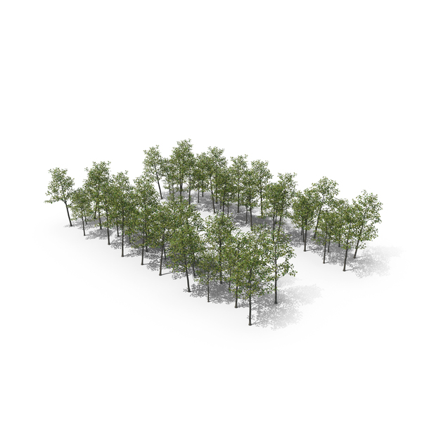 Tree: Magnolia Liliiflora Equal Symbol PNG & PSD Images