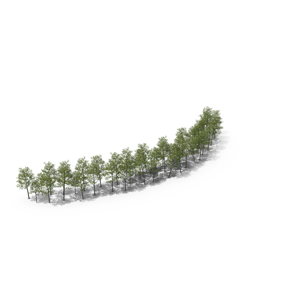 Tree: Magnolia Liliiflora Parenthesis Symbol PNG & PSD Images