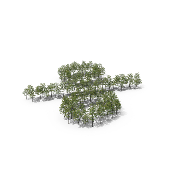 Tree: Magnolia Liliiflora Percent Symbol PNG & PSD Images Tree: Magnolia Liliiflora Percent Symbol PNG & PSD Images