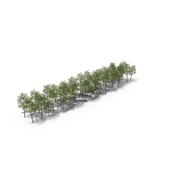 Language: Magnolia Liliiflora Trees Letter I PNG & PSD Images Language: Magnolia Liliiflora Trees Letter I PNG & PSD Images