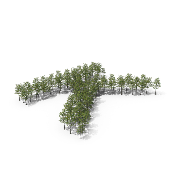 Language: Magnolia Liliiflora Trees Letter K PNG & PSD Images