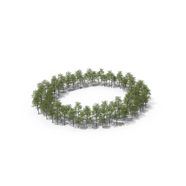 Language: Magnolia Liliiflora Trees Letter O PNG & PSD Images