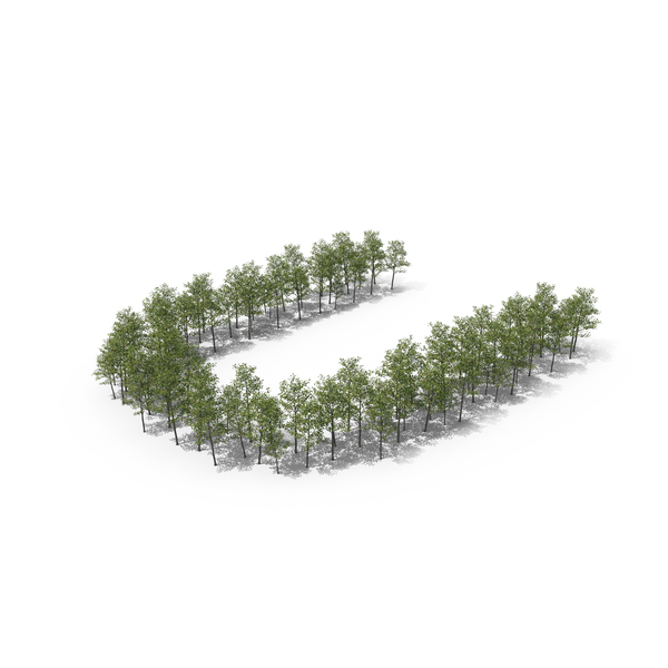 Language: Magnolia Liliiflora Trees Letter U PNG & PSD Images