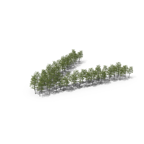 Language: Magnolia Liliiflora Trees Letter V PNG & PSD Images Language: Magnolia Liliiflora Trees Letter V PNG & PSD Images