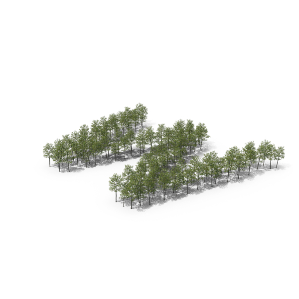 Language: Magnolia Liliiflora Trees Letter W PNG & PSD Images Language: Magnolia Liliiflora Trees Letter W PNG & PSD Images