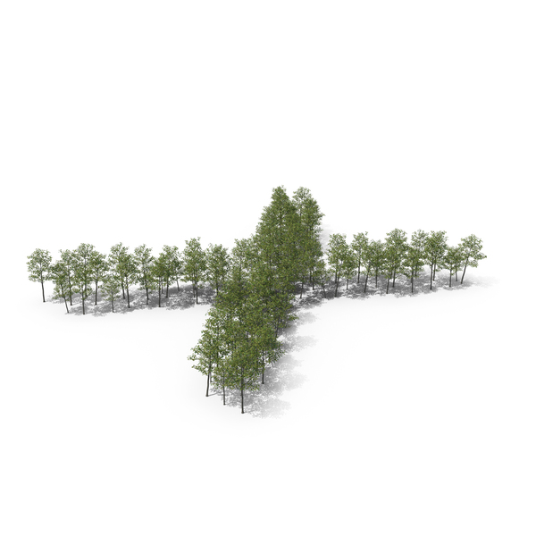 Language: Magnolia Liliiflora Trees Letter X PNG & PSD Images