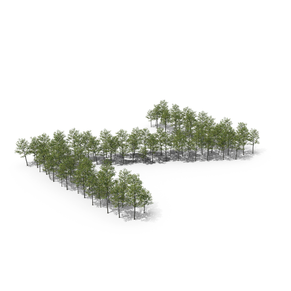 Language: Magnolia Liliiflora Trees Letter Z PNG & PSD Images Language: Magnolia Liliiflora Trees Letter Z PNG & PSD Images