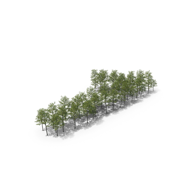 Magnolia Liliiflora Trees Number 1 PNG & PSD Images Magnolia Liliiflora Trees Number 1 PNG & PSD Images