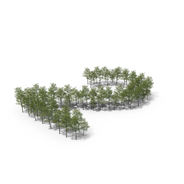Magnolia Liliiflora Trees Number 2 PNG & PSD Images Magnolia Liliiflora Trees Number 2 PNG & PSD Images
