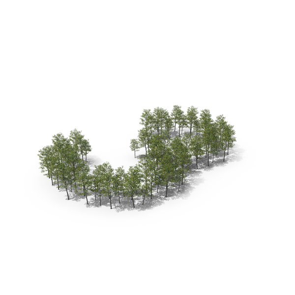 Magnolia Liliiflora Trees Number 3 PNG & PSD Images Magnolia Liliiflora Trees Number 3 PNG & PSD Images