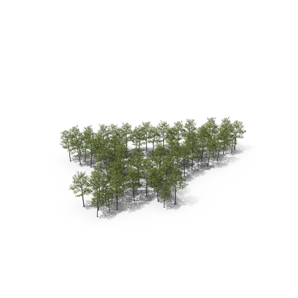 Magnolia Liliiflora Trees Number 4 PNG & PSD Images Magnolia Liliiflora Trees Number 4 PNG & PSD Images