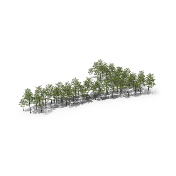 Magnolia Liliiflora Trees Number 7 PNG & PSD Images Magnolia Liliiflora Trees Number 7 PNG & PSD Images