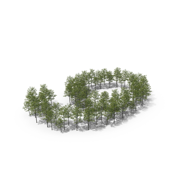 Magnolia Liliiflora Trees Number 9 PNG & PSD Images Magnolia Liliiflora Trees Number 9 PNG & PSD Images