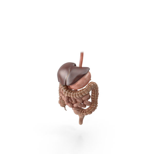 Male Digestive System PNG & PSD Images Male Digestive System PNG & PSD Images