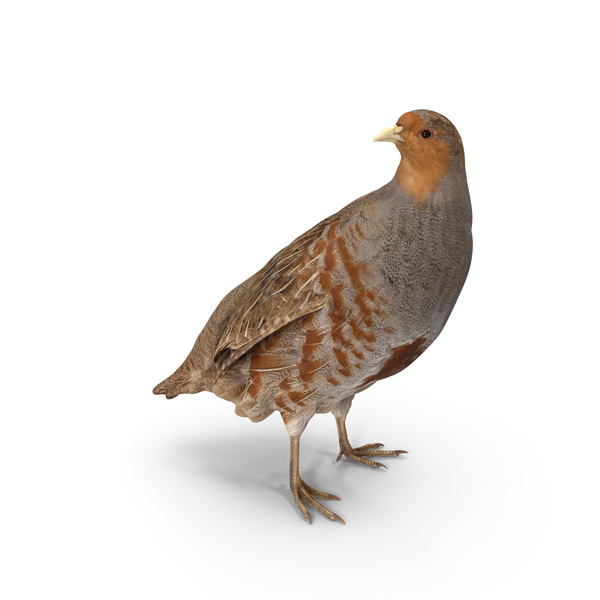 Bird: Male Gray Partridge PNG & PSD Images Bird: Male Gray Partridge PNG & PSD Images