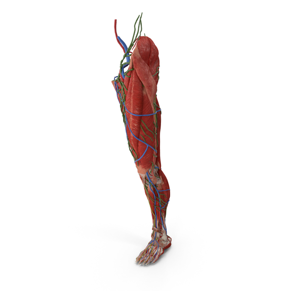 Skeletal: Male Leg Full Anatomy PNG & PSD Images