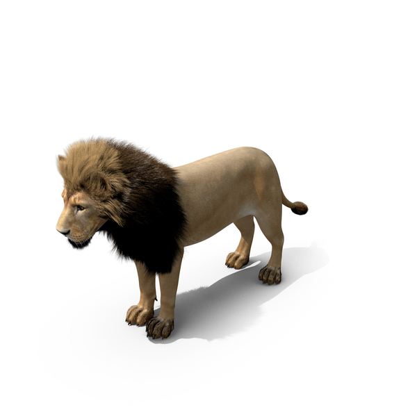 Male Lion Fur PNG & PSD Images