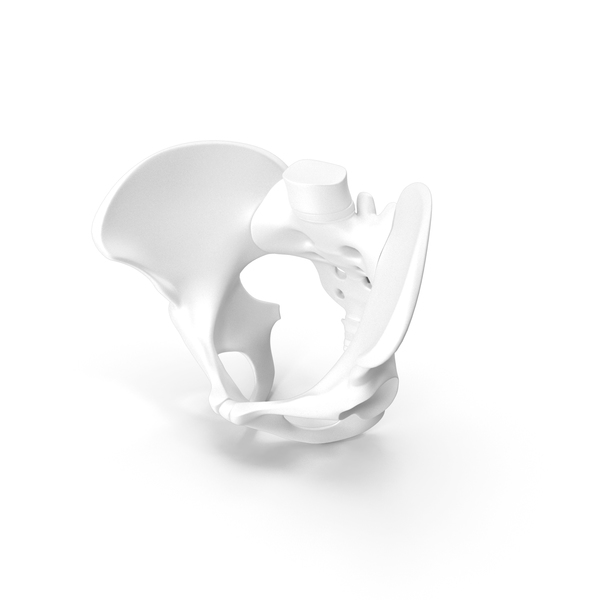 Male Pelvis PNG & PSD Images Male Pelvis PNG & PSD Images