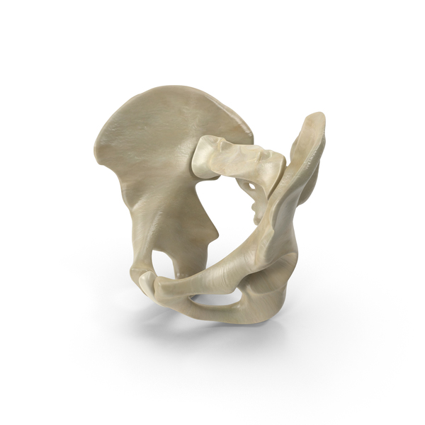 Male Pelvis PNG & PSD Images Male Pelvis PNG & PSD Images