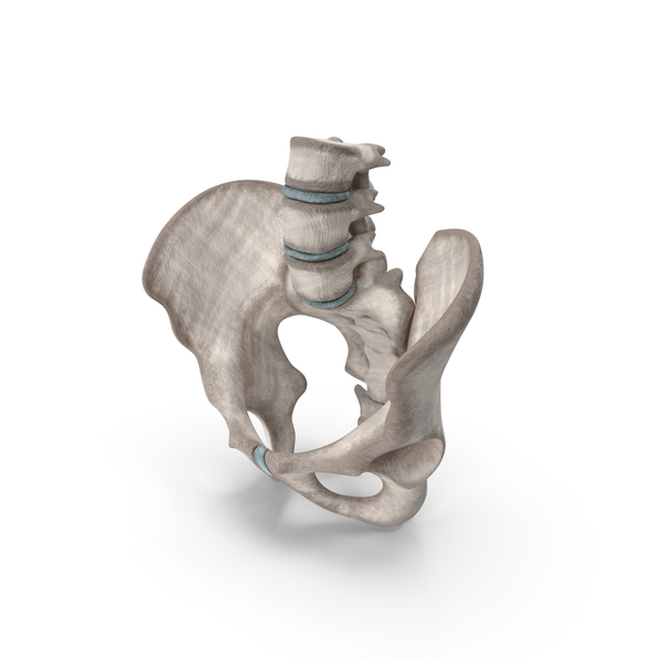 Male Pelvis PNG & PSD Images Male Pelvis PNG & PSD Images