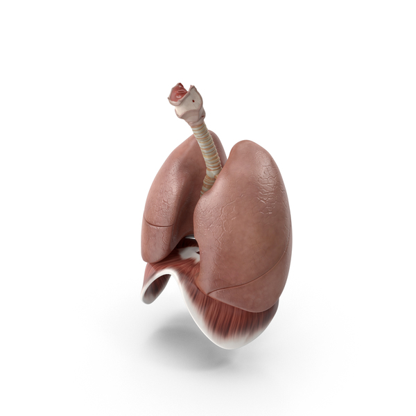 Male Respiratory System PNG & PSD Images Male Respiratory System PNG & PSD Images