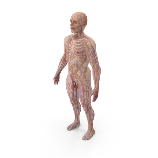 Human Heart: Male Skeleton Cardiovascular System and Skin PNG & PSD Images Human Heart: Male Skeleton Cardiovascular System and Skin PNG & PSD Images