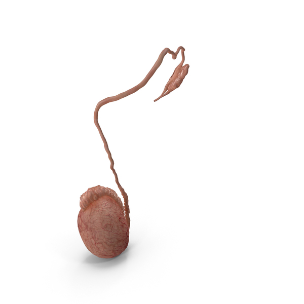 Testicle: Male Testes Anatomy PNG & PSD Images Testicle: Male Testes Anatomy PNG & PSD Images