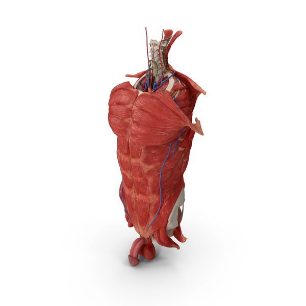 Lungs: Male Torso Full Anatomy PNG & PSD Images