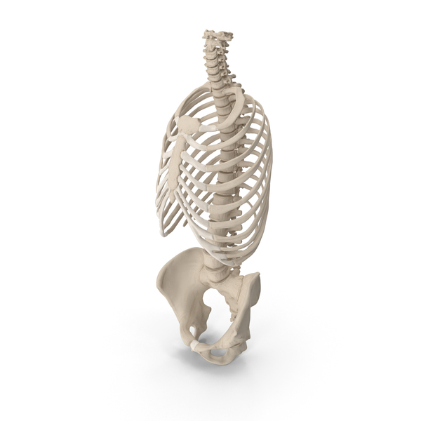 Male Torso Skeleton PNG & PSD Images Male Torso Skeleton PNG & PSD Images