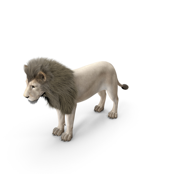Male White Lion Fur PNG & PSD Images Male White Lion Fur PNG & PSD Images