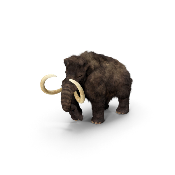 Mammoth Adult Walking Pose Fur PNG & PSD Images