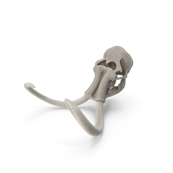 Skeleton: Mammoth Skull PNG & PSD Images Skeleton: Mammoth Skull PNG & PSD Images