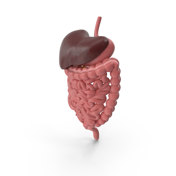 Man Digestive System PNG & PSD Images Man Digestive System PNG & PSD Images