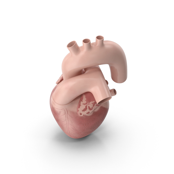 Human: Man Heart PNG & PSD Images Human: Man Heart PNG & PSD Images