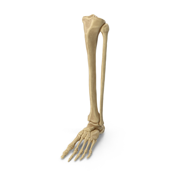 Skeletal Foot: Man Leg Bones PNG & PSD Images
