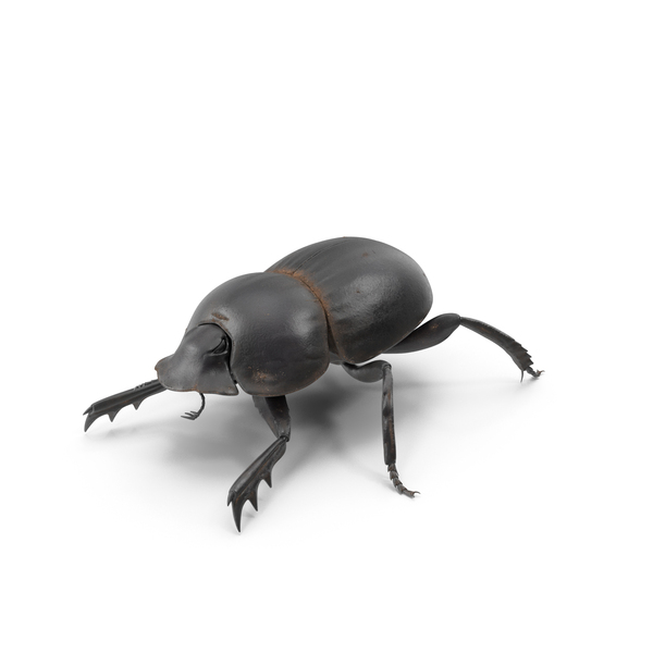 Dung: Manure Roller Beetle Dirty PNG & PSD Images Dung: Manure Roller Beetle Dirty PNG & PSD Images