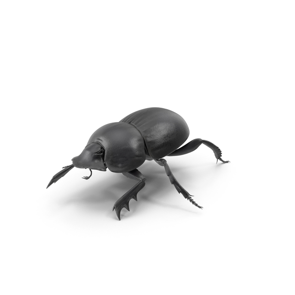 Dung Beetle: Manure Roller Crawling PNG & PSD Images Dung Beetle: Manure Roller Crawling PNG & PSD Images