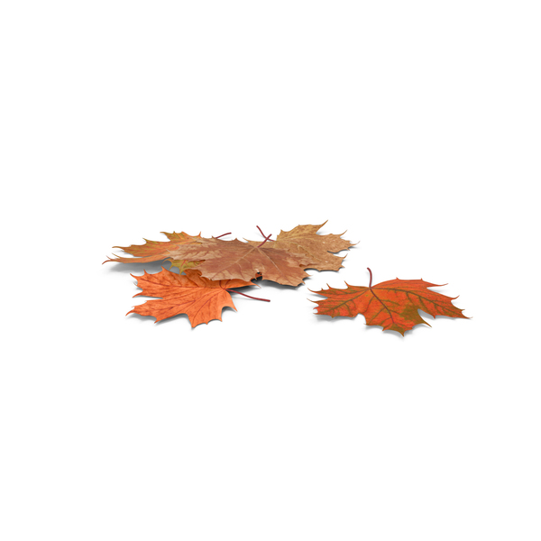 Maple Autumn Fall Leaves PNG & PSD Images Maple Autumn Fall Leaves PNG & PSD Images
