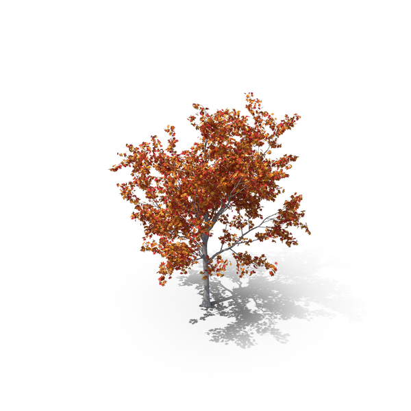 Maple Autumn Tree PNG & PSD Images Maple Autumn Tree PNG & PSD Images
