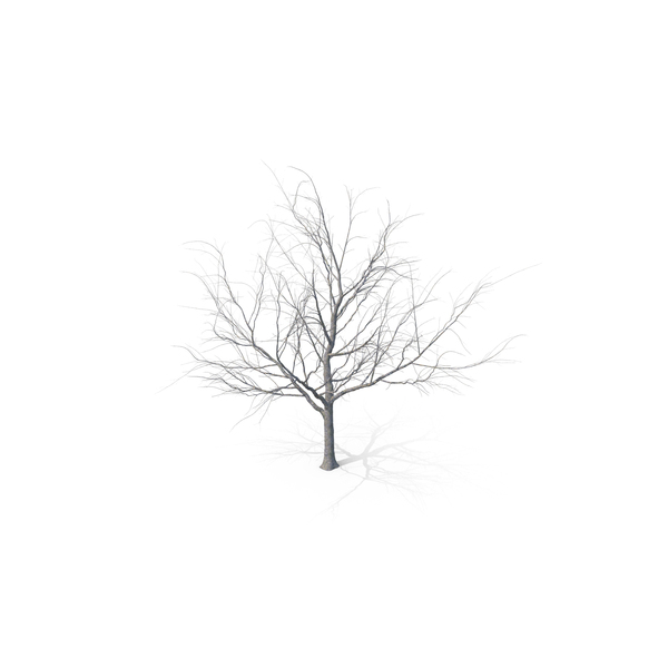 Maple Dry Tree PNG & PSD Images