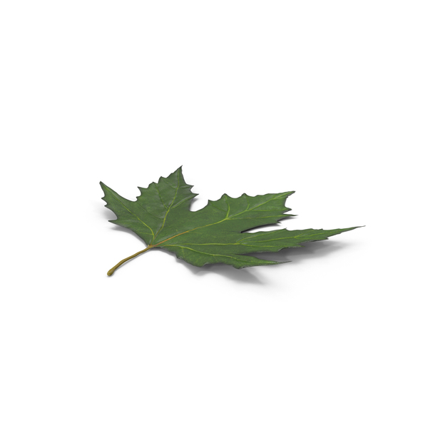Leaves: Maple Leaf PNG & PSD Images Leaves: Maple Leaf PNG & PSD Images