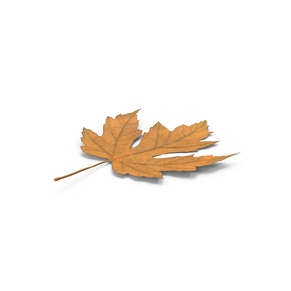 Leaves: Maple Leaf PNG & PSD Images Leaves: Maple Leaf PNG & PSD Images