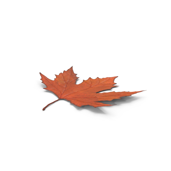 Leaves: Maple Leaf PNG & PSD Images Leaves: Maple Leaf PNG & PSD Images