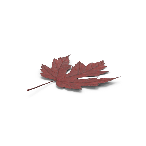 Leaves: Maple Leaf PNG & PSD Images Leaves: Maple Leaf PNG & PSD Images