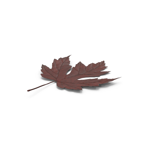 Leaves: Maple Leaf PNG & PSD Images