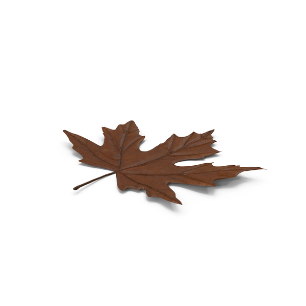 Leaves: Maple Leaf PNG & PSD Images