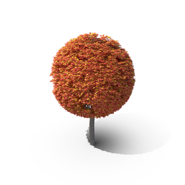 Tree: Maple Round PNG & PSD Images Tree: Maple Round PNG & PSD Images