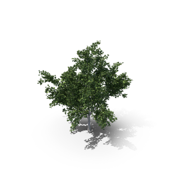 Maple Summer Tree PNG & PSD Images Maple Summer Tree PNG & PSD Images