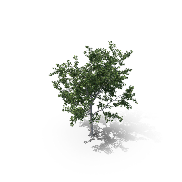 Maple Summer Tree PNG & PSD Images Maple Summer Tree PNG & PSD Images