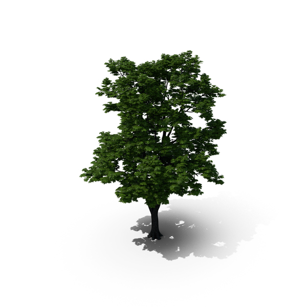Maple Tree PNG & PSD Images Maple Tree PNG & PSD Images